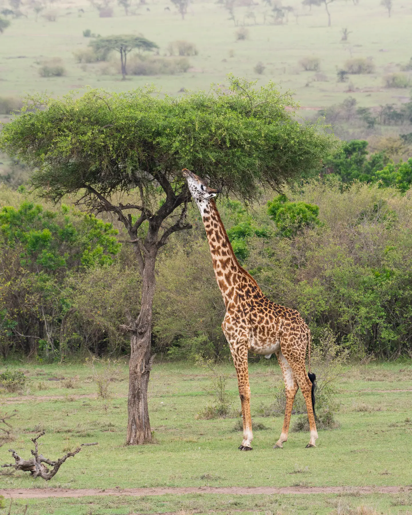 Giraffe on safari with The Wild Perspective