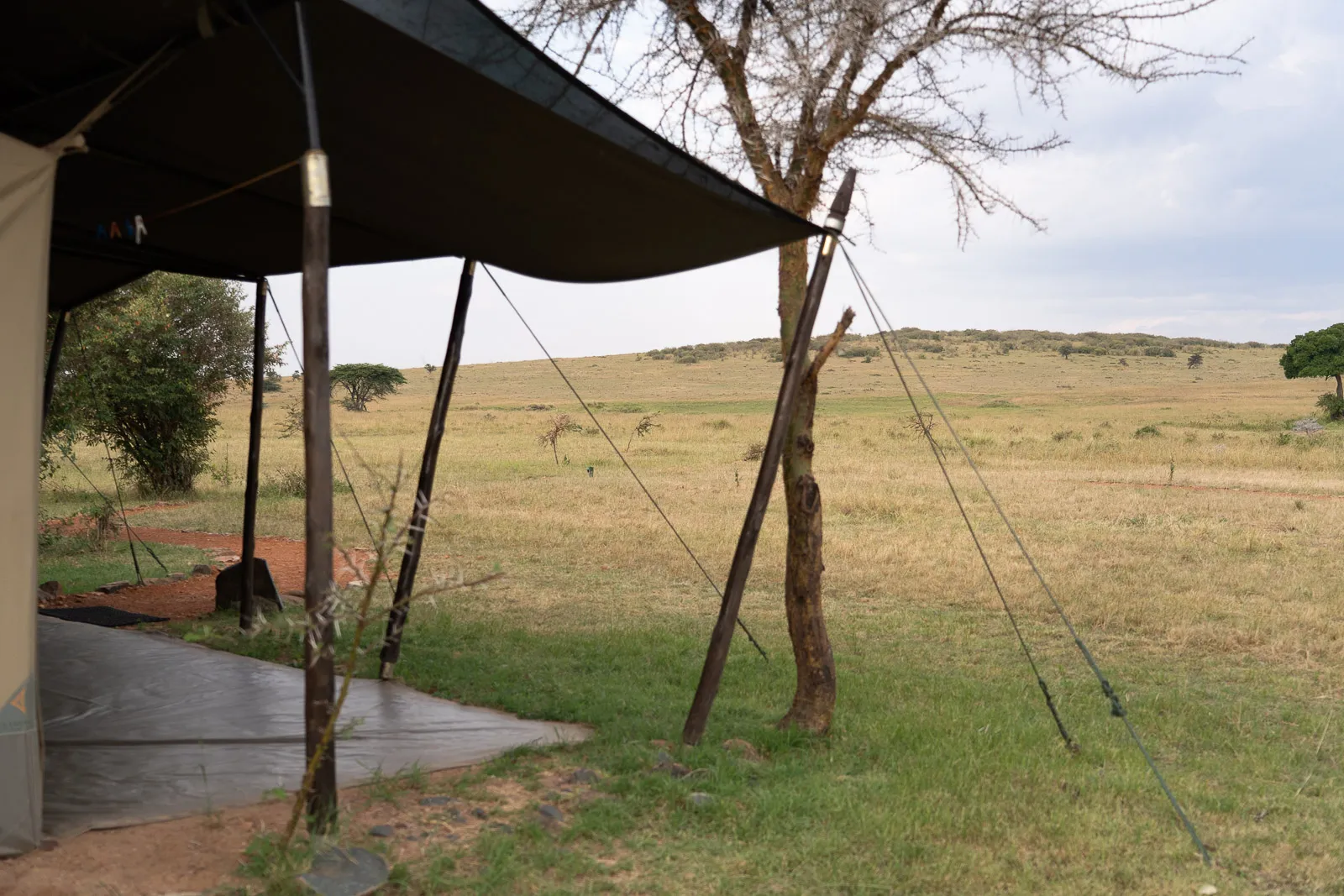 Lion Camp