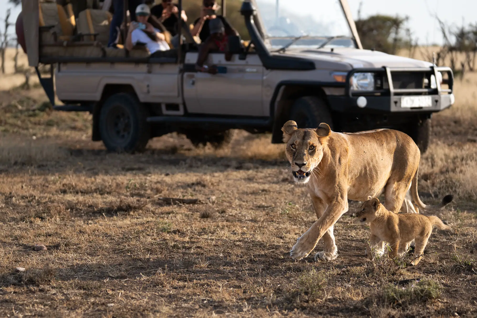 Lioness and cub walking past a safari vehicle in the Maasai Mara