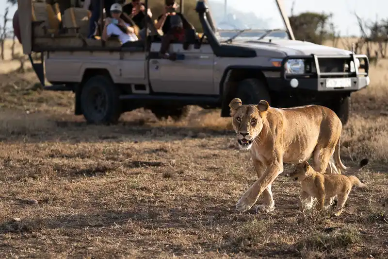 Lioness and cub walking past a safari vehicle in the Maasai Mara