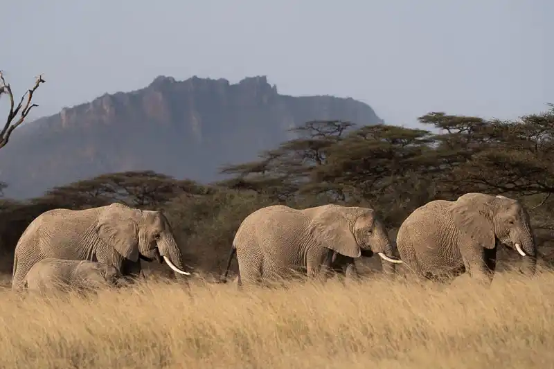 Elephant herd walking beneath the hills in Samburu
