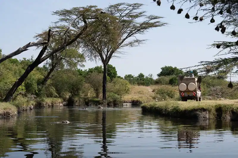 Hippos in a river with a safari vehicle on the bank in the Maasai Mara