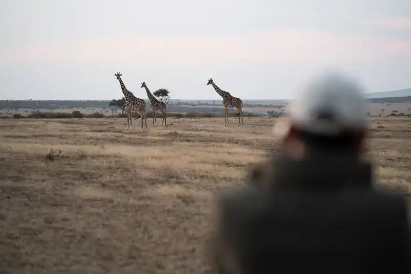 Giraffes on the open plains of the Maasai Mara at dusk