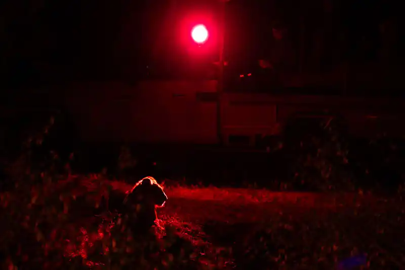 Lion spotted at night beside the vehicle in the Maasai Mara