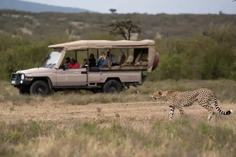 Cheetah walking past a safari vehicle in the Maasai Mara