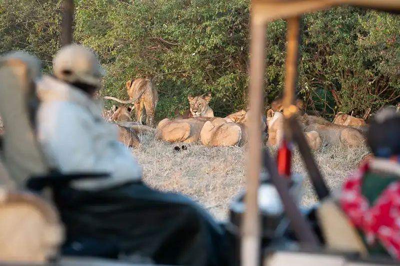 Pride of lions resting near the vehicle in the Maasai Mara