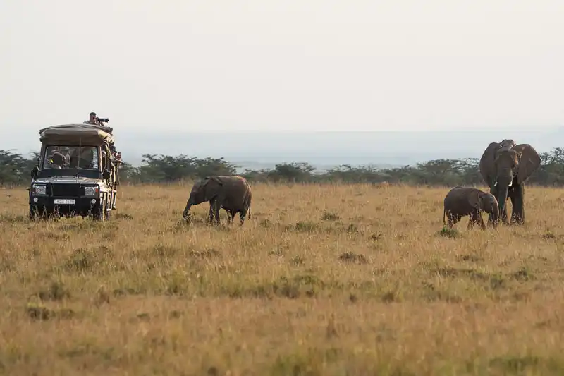 Elephant family on the plains near a safari vehicle in the Maasai Mara