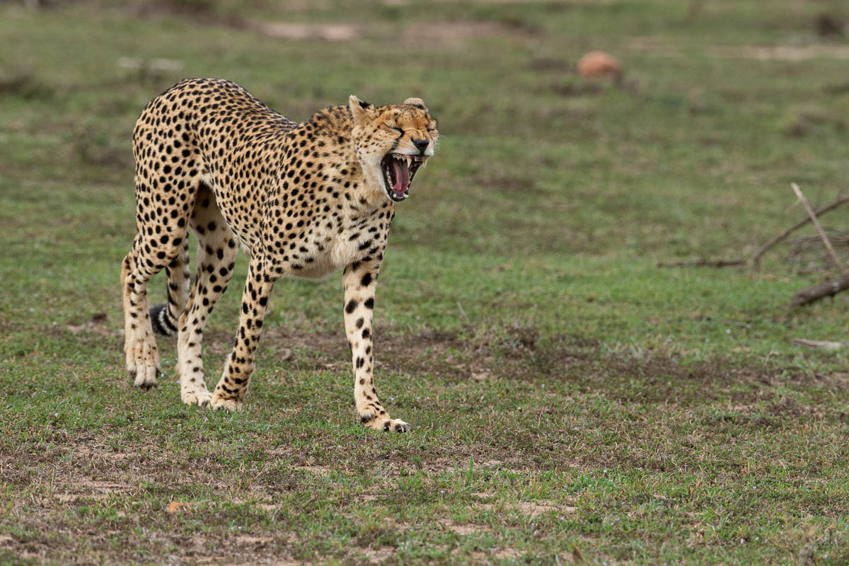 Cheetah yawning in the Maasai Mara