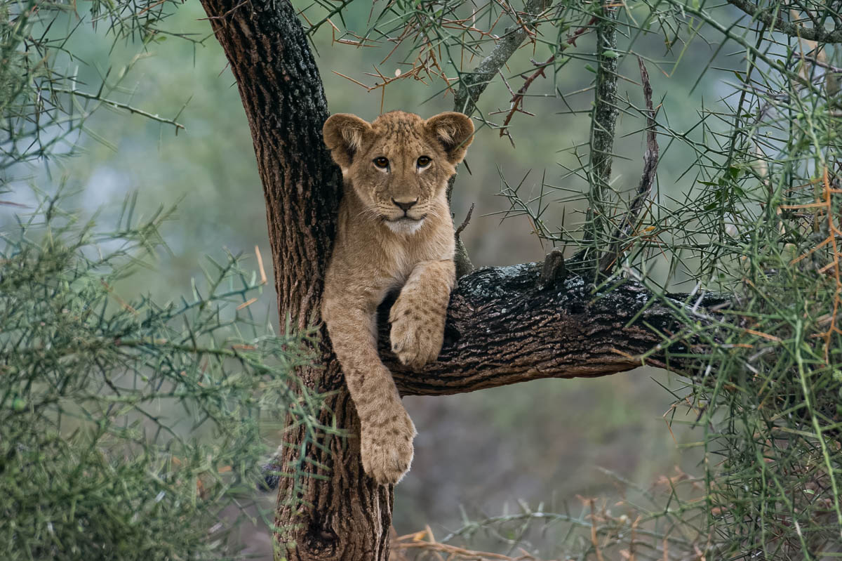 Lion cub in a tree in the Maasai Mara