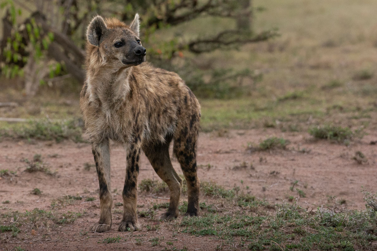 Spotted hyena in the Maasai Mara
