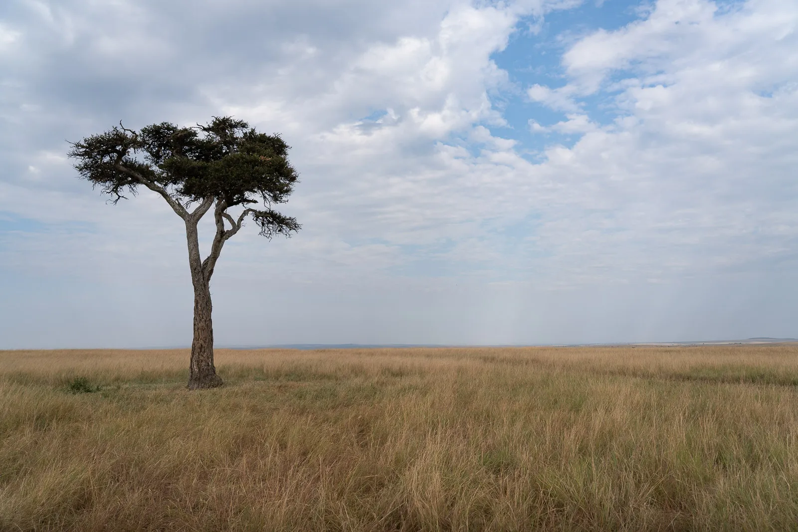 Open grassland of Olare Motorogi Conservancy in the Maasai Mara
