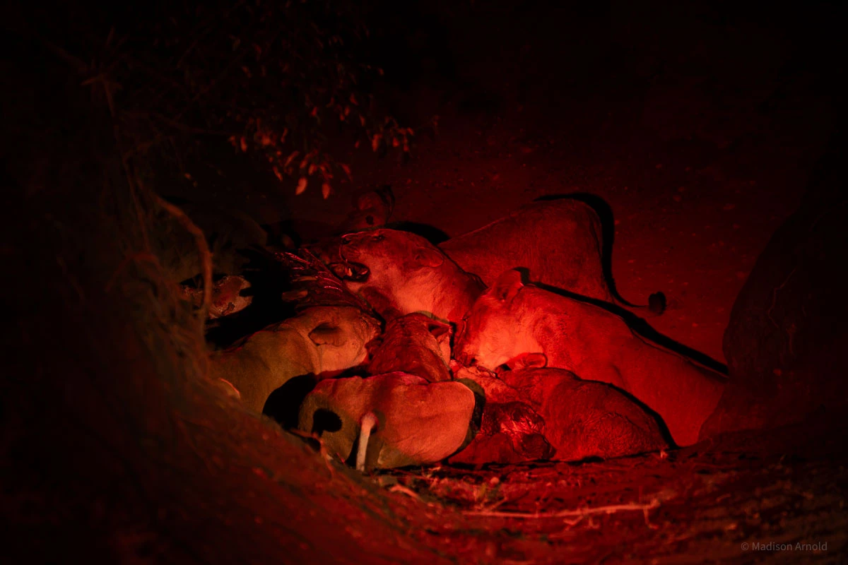Pride of lions lit by spotlight on a night drive