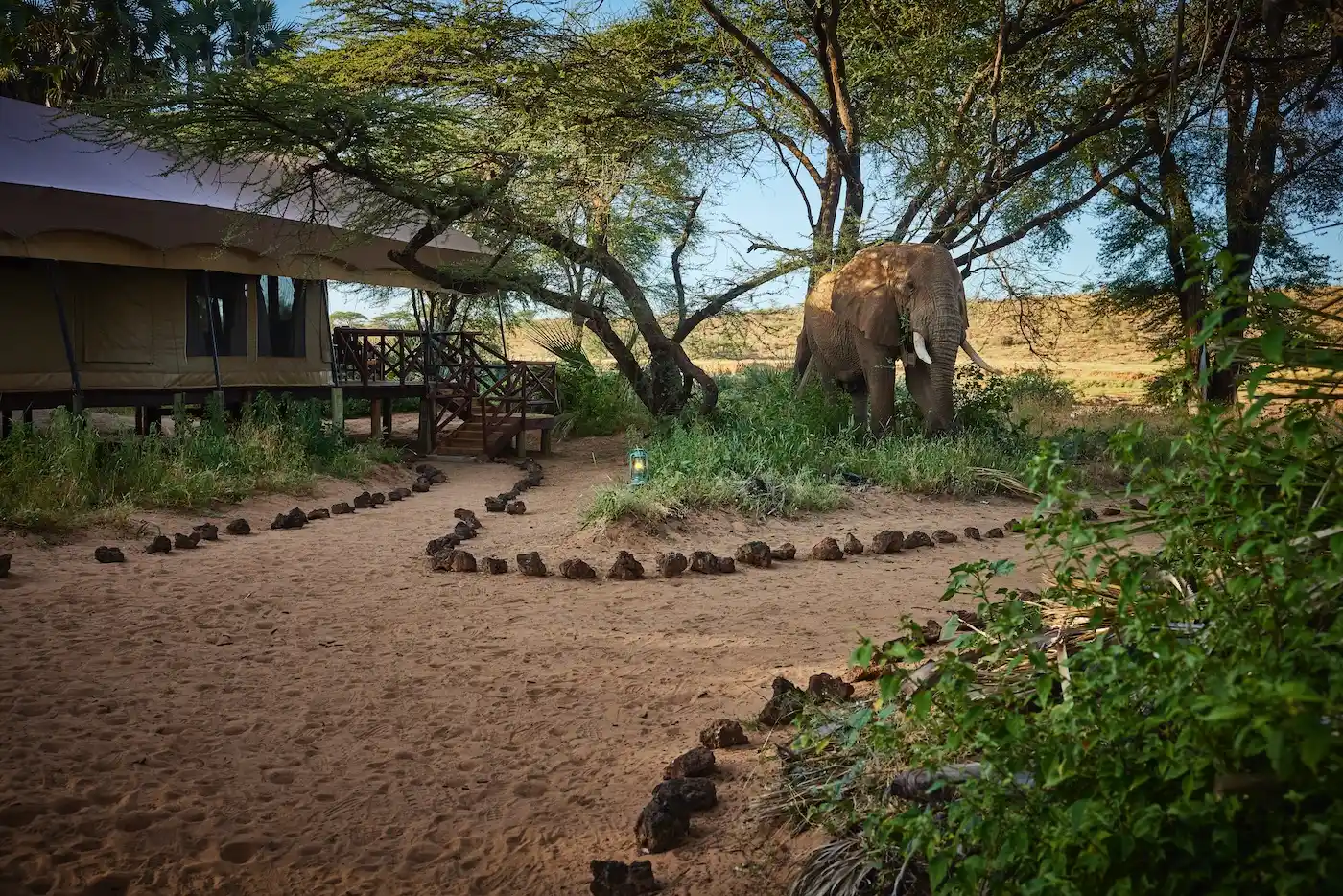 Elephant walking past a guest tent at our camp in Samburu