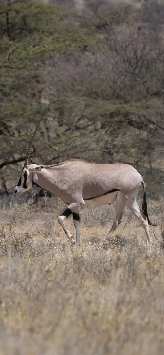 Beisa oryx