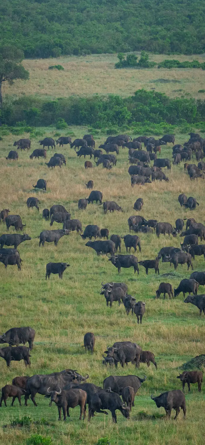 Cape buffalo