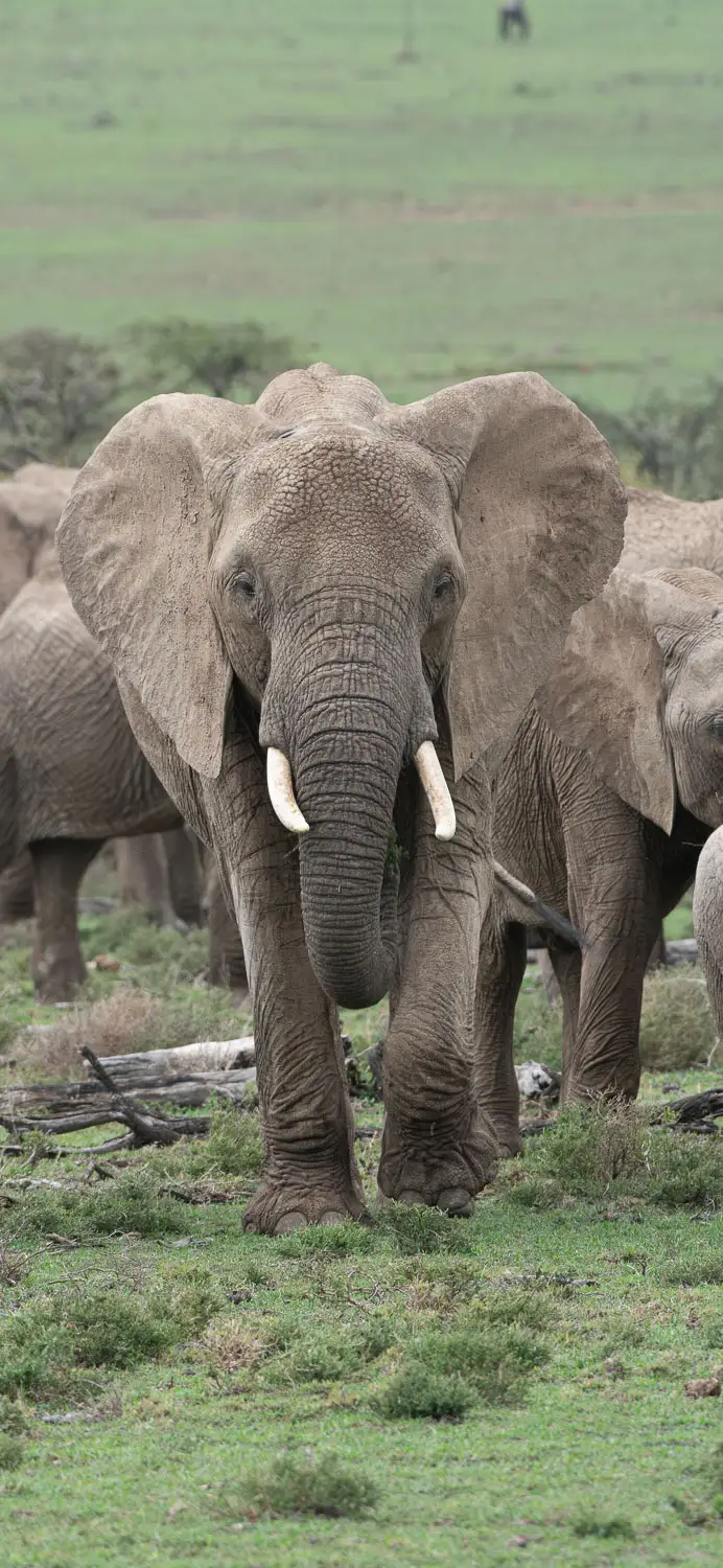 Elephant