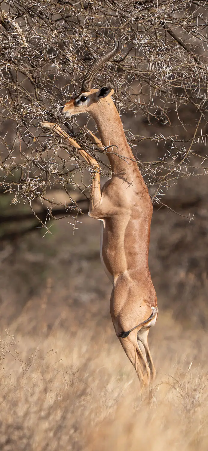Gerenuk