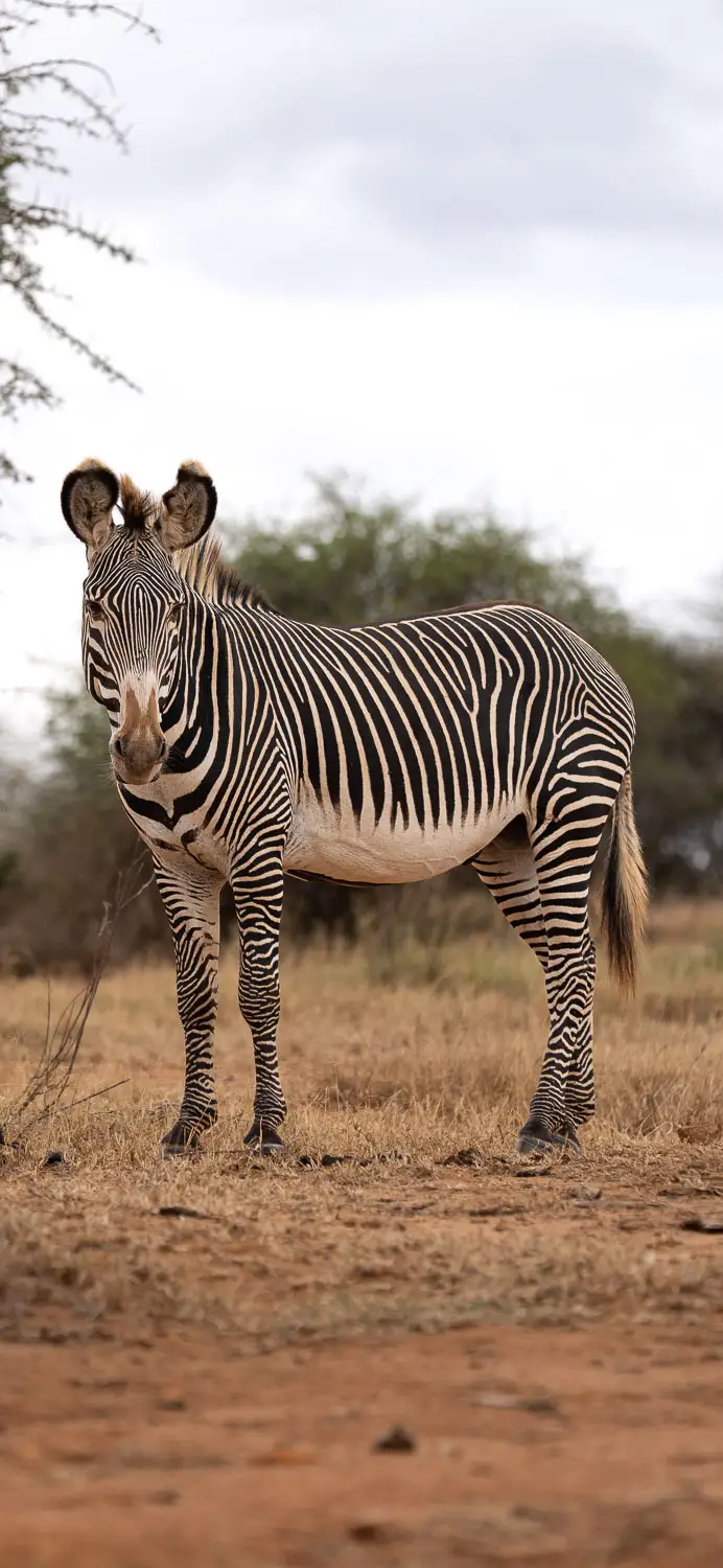 Grevy's zebra