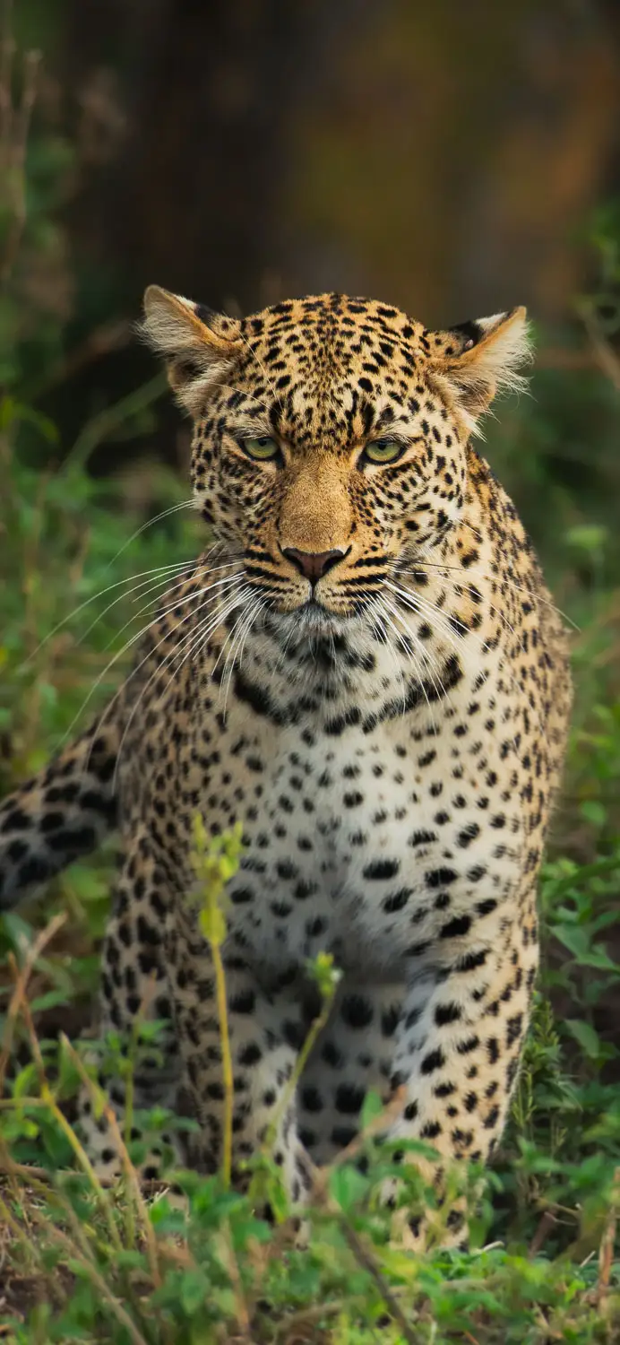 Leopard