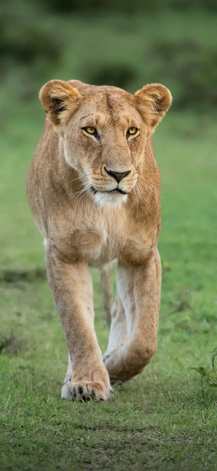 Lion