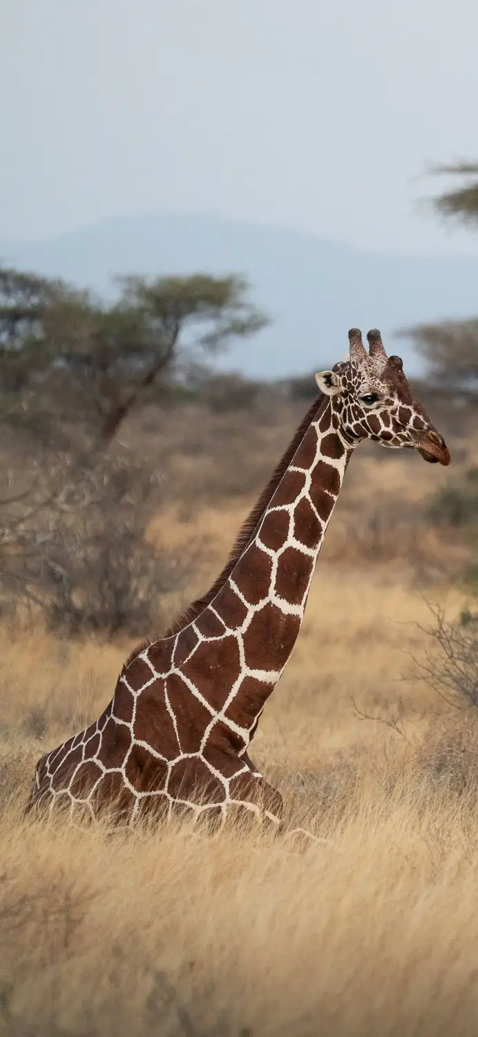 Reticulated giraffe