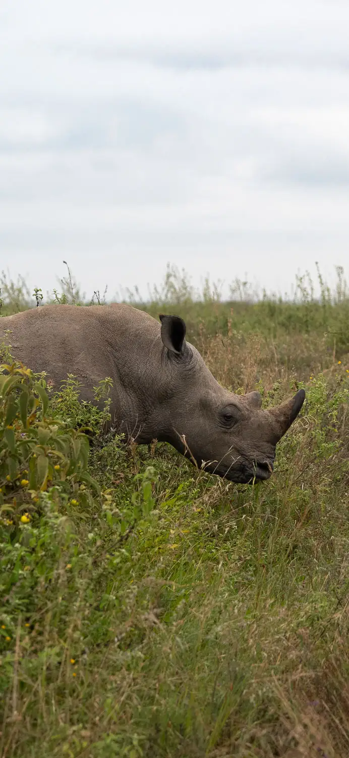 Rhino