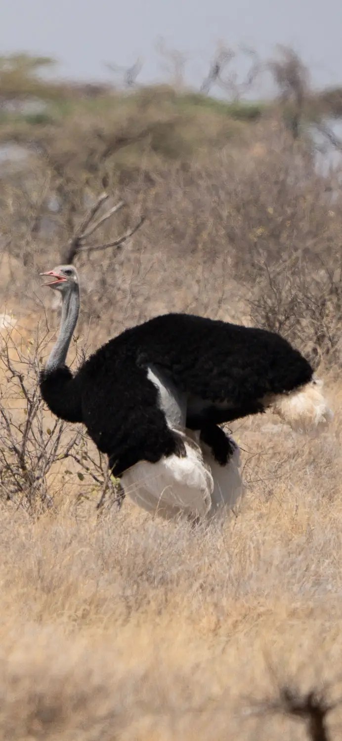Somali ostrich