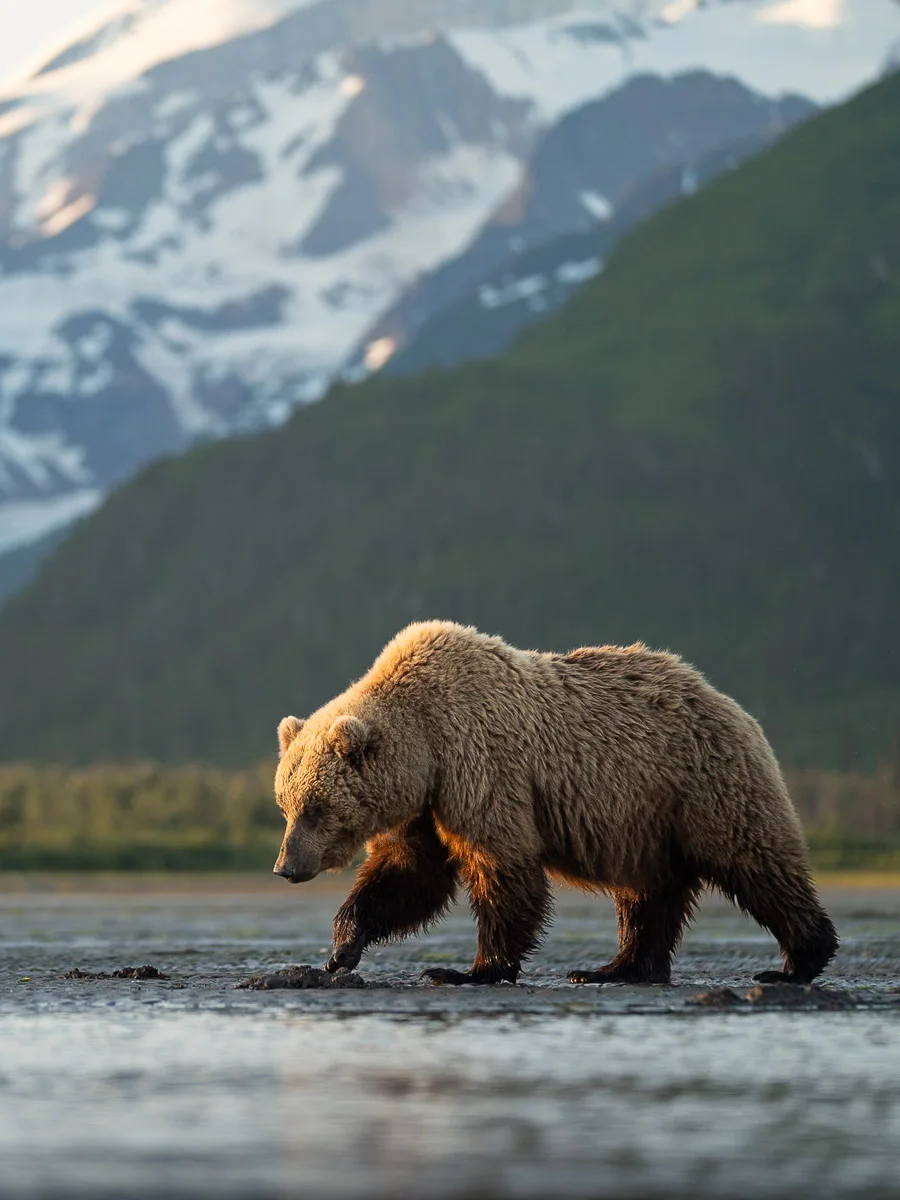 Alaska wilderness
