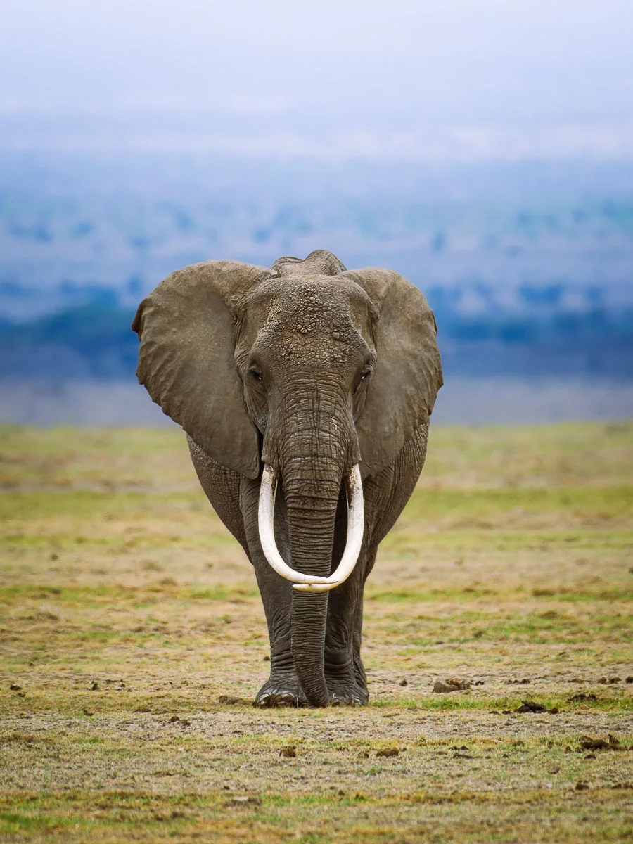 Maasai Mara, Kenya