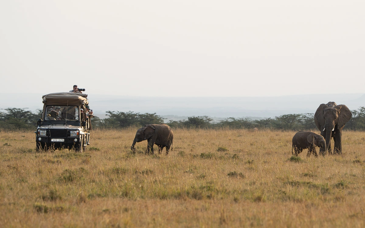 A photographer shooting from the open roof of a safari vehicle as a herd of elephants passes by